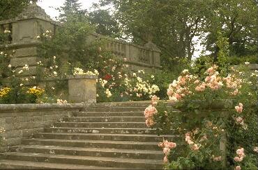 Roses_at_Mellerstain